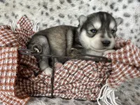 Steele OFA health tested parents, a male Siberian Husky for sale in Virginia Beach, VA – Photo 6 of 7