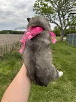 Luna OFA health tested parents, a female Siberian Husky for sale in Virginia Beach, VA – Photo 7 of 9