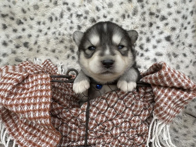 Steele OFA health tested parents – Siberian Husky puppy for sale in Virginia Beach, VA