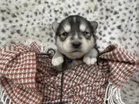 Steele OFA health tested parents, a male Siberian Husky for sale in Virginia Beach, VA – Photo 1 of 7