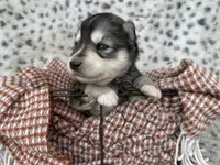 Steele OFA health tested parents, a male Siberian Husky for sale in Virginia Beach, VA – Photo 4 of 7