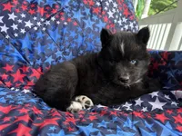 Lumi, a male Siberian Husky for sale in Virginia Beach, VA – 2 of 5