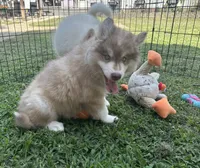 Grayson, a male Siberian Husky for sale in Virginia Beach, VA – 10 of 10