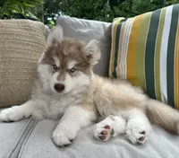 Butterball, a male Siberian Husky for sale in Virginia Beach, VA – 3 of 8