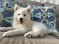 Miles, a male Siberian Husky for sale in Virginia Beach, VA – 6 of 7