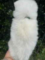 Moose OFA health tested parents, a male Siberian Husky for sale in Virginia Beach, VA – 4 of 8