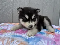 Leo OFA health tested parents , a male Siberian Husky for sale in Virginia Beach, VA – 7 of 7