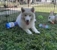Shiloh, a female Siberian Husky for sale in Virginia Beach, VA – 3 of 7