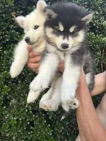 Leo OFA health tested parents, a male Siberian Husky for sale in Virginia Beach, VA – 6 of 7