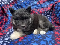 Raven OFA health tested parents, a female Siberian Husky for sale in Virginia Beach, VA – Photo 6 of 7