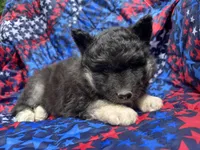 Raven OFA health tested parents, a female Siberian Husky for sale in Virginia Beach, VA – Photo 7 of 7