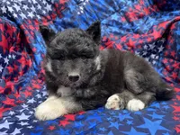 Raven OFA health tested parents, a female Siberian Husky for sale in Virginia Beach, VA – Photo 5 of 7
