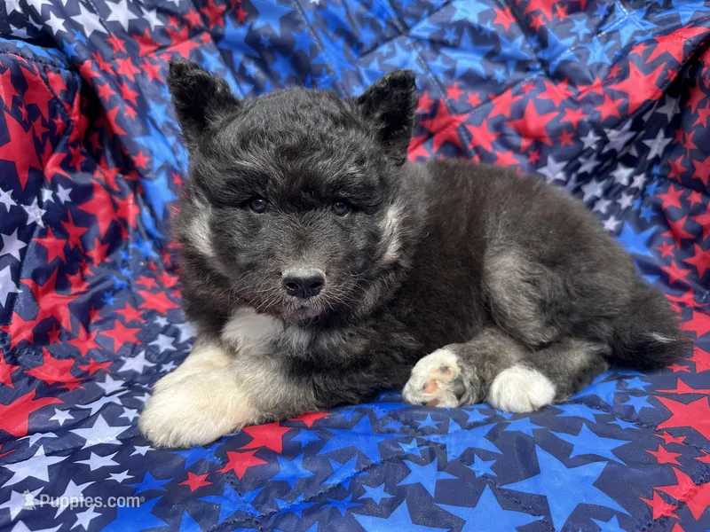 Raven OFA health tested parents – Siberian Husky puppy for sale in Virginia Beach, VA