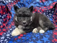 Raven OFA health tested parents, a female Siberian Husky for sale in Virginia Beach, VA – Photo 1 of 7