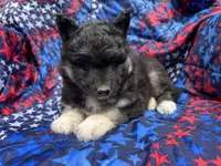 Raven OFA health tested parents, a female Siberian Husky for sale in Virginia Beach, VA – Photo 2 of 7