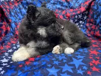 Raven OFA health tested parents, a female Siberian Husky for sale in Virginia Beach, VA – Photo 4 of 7