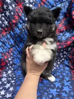 Raven OFA health tested parents, a female Siberian Husky for sale in Virginia Beach, VA – Photo 3 of 7