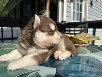Denver, a male Siberian Husky for sale in Virginia Beach, VA – 5 of 6