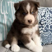 Ryder , a male Siberian Husky for sale in Virginia Beach, VA – 2 of 6
