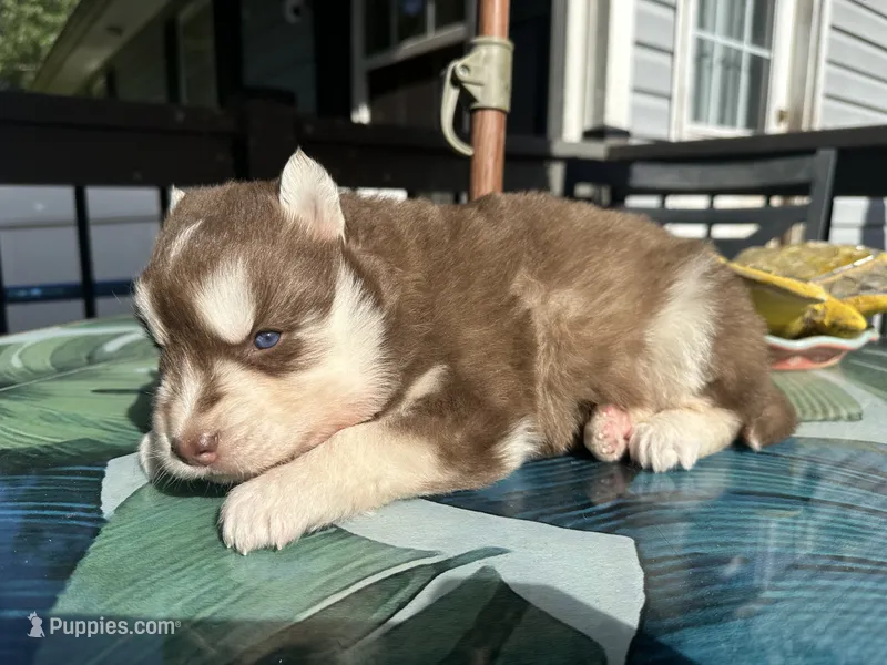 Denver – Siberian Husky puppy for sale in Virginia Beach, VA