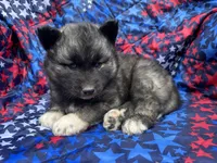 Slade OFA health tested parents, a male Siberian Husky for sale in Virginia Beach, VA – Photo 5 of 6