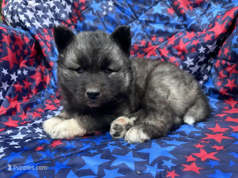 Slade OFA health tested parents – Siberian Husky puppy for sale in Virginia Beach, VA