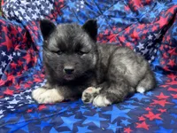 Slade OFA health tested parents, a male Siberian Husky for sale in Virginia Beach, VA – Photo 1 of 6