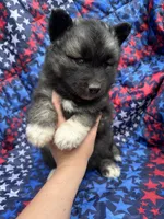 Slade OFA health tested parents, a male Siberian Husky for sale in Virginia Beach, VA – Photo 2 of 6