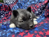 Slade OFA health tested parents, a male Siberian Husky for sale in Virginia Beach, VA – Photo 6 of 6