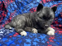 Slade OFA health tested parents, a male Siberian Husky for sale in Virginia Beach, VA – Photo 4 of 6