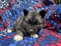 Slade OFA health tested parents, a male Siberian Husky for sale in Virginia Beach, VA – Photo 3 of 6