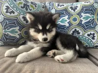Leo OFA health tested parents, a male Siberian Husky for sale in Virginia Beach, VA – 5 of 7