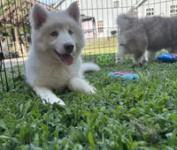 Shiloh, a female Siberian Husky for sale in Virginia Beach, VA – 6 of 7