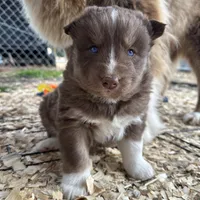 Pebbles, a female Siberian Husky for sale in Virginia Beach, VA – Photo 3 of 6
