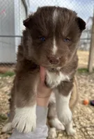 Pebbles, a female Siberian Husky for sale in Virginia Beach, VA – Photo 2 of 6