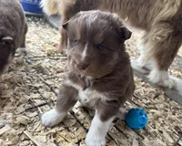Pebbles, a female Siberian Husky for sale in Virginia Beach, VA – Photo 4 of 6