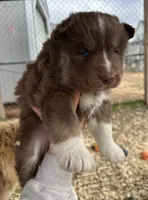 Pebbles, a female Siberian Husky for sale in Virginia Beach, VA – Photo 1 of 6