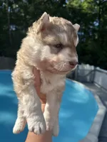 Milo, a male Siberian Husky for sale in Virginia Beach, VA – 5 of 5