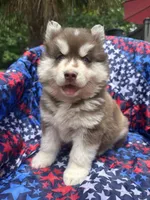 Leo, a male Siberian Husky for sale in Virginia Beach, VA – 6 of 7