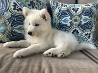 Snow OFA health tested parents, a female Siberian Husky for sale in Virginia Beach, VA – 5 of 5