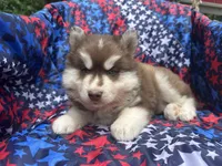 Leo, a male Siberian Husky for sale in Virginia Beach, VA – 7 of 7