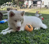 Shiloh, a female Siberian Husky for sale in Virginia Beach, VA – 7 of 7