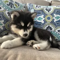 Leo OFA health tested parents, a male Siberian Husky for sale in Virginia Beach, VA – 4 of 7
