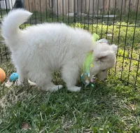 Matteo OFA health tested parents, a male Siberian Husky for sale in Virginia Beach, VA – Photo 7 of 8