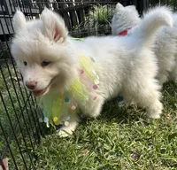 Matteo OFA health tested parents, a male Siberian Husky for sale in Virginia Beach, VA – Photo 5 of 8