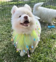 Matteo OFA health tested parents, a male Siberian Husky for sale in Virginia Beach, VA – Photo 3 of 8