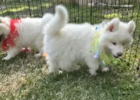 Matteo OFA health tested parents, a male Siberian Husky for sale in Virginia Beach, VA – Photo 2 of 8