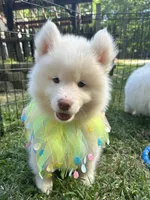 Matteo OFA health tested parents, a male Siberian Husky for sale in Virginia Beach, VA – Photo 4 of 8