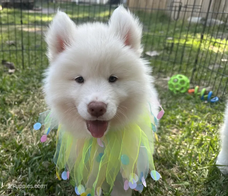 Matteo OFA health tested parents – Siberian Husky puppy for sale in Virginia Beach, VA