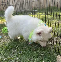 Matteo OFA health tested parents, a male Siberian Husky for sale in Virginia Beach, VA – Photo 8 of 8